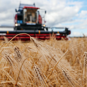 В Витебской области намолочено более 90 тысяч тонн зерна